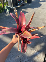 Neoregelia 'Highlander'
