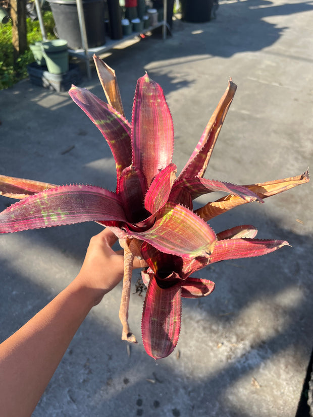 Neoregelia 'Highlander'