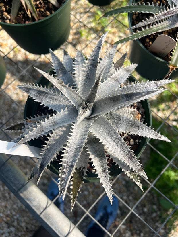 Dyckia 'Avalanche'