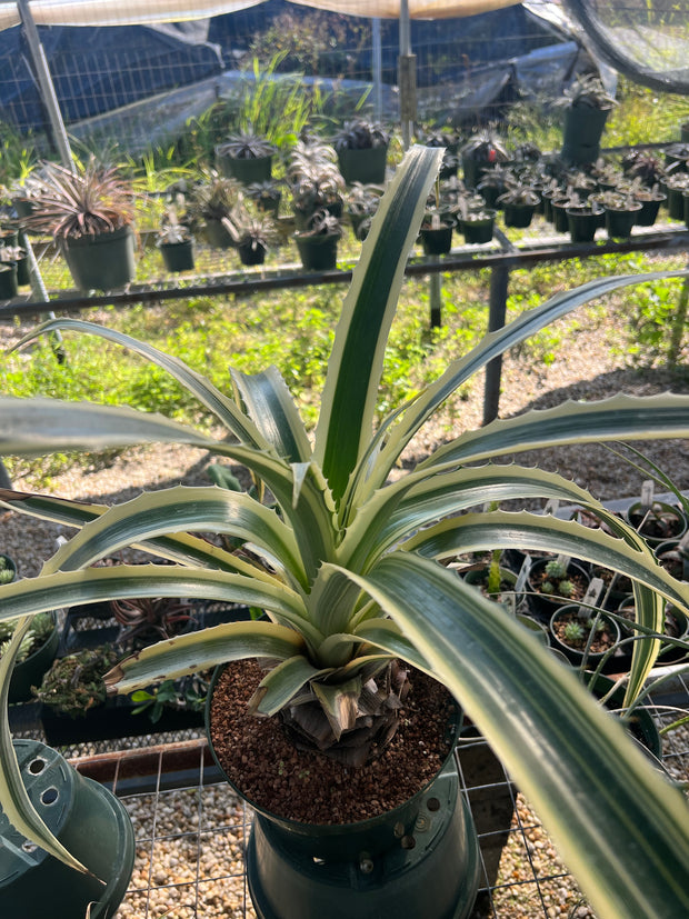 Bromelia 'Que Sera' pinguin variegated