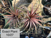 Dyckia 'Dakota'