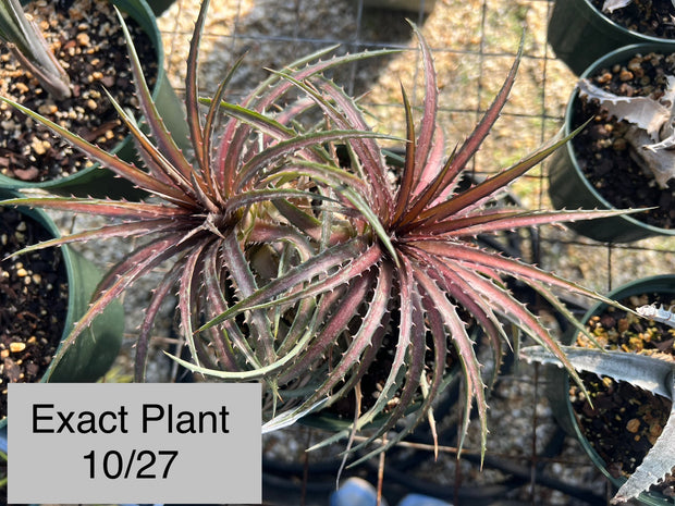 Dyckia 'Dakota'