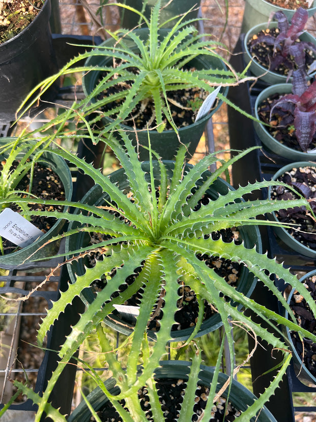 Encholirium cf. spectabile Rio de Contas, Bahia