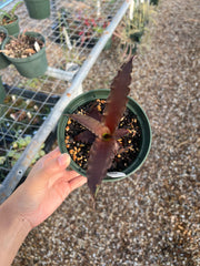 Cryptanthus arelii  SEL1987-0240A
