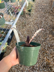 Cryptanthus arelii  SEL1987-0240A