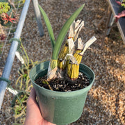 Eulophia petersii