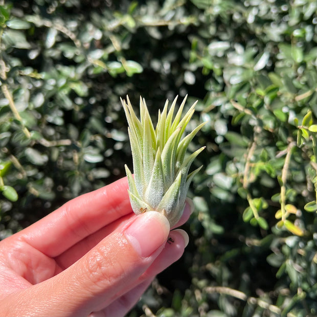 Tillandsia ionantha albomarginated