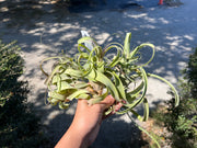 Tillandsia 'Aspiration'