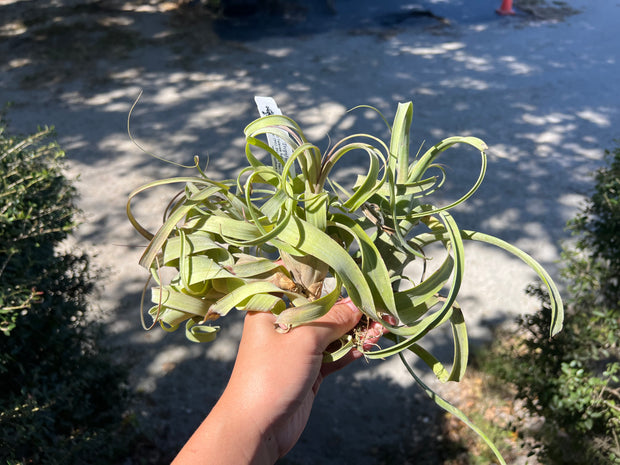Tillandsia 'Aspiration'
