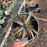 Dyckia 'Spiderman'