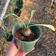 Euphorbia bupleurifolia Africa