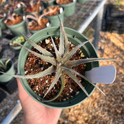 Dyckia 'The Classic One'
