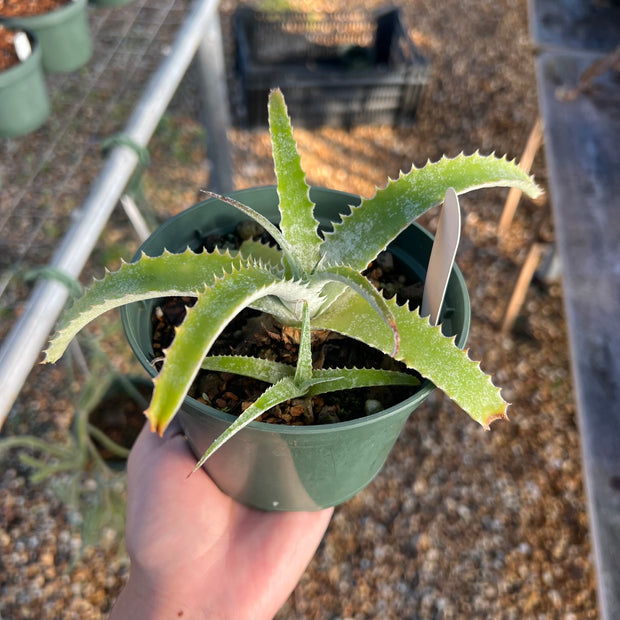 Hechtia lanata