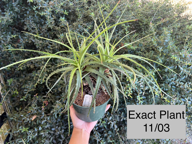 Encholirium subsecundum