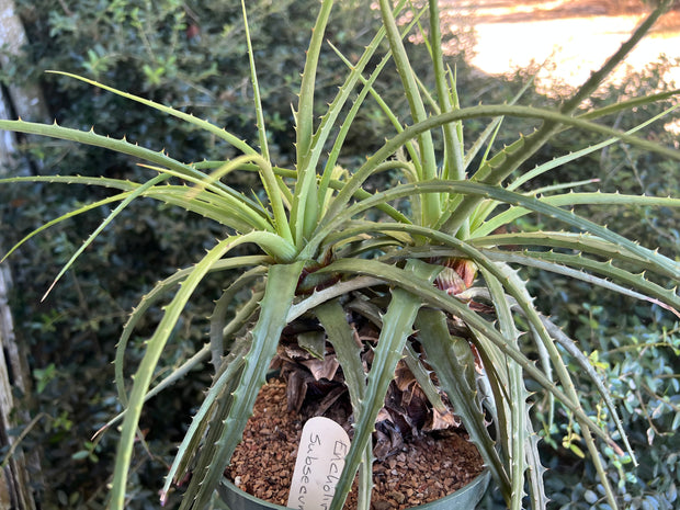 Encholirium subsecundum