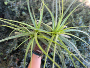 Encholirium subsecundum