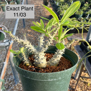 Pachypodium horombense