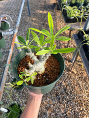 Pachypodium horombense