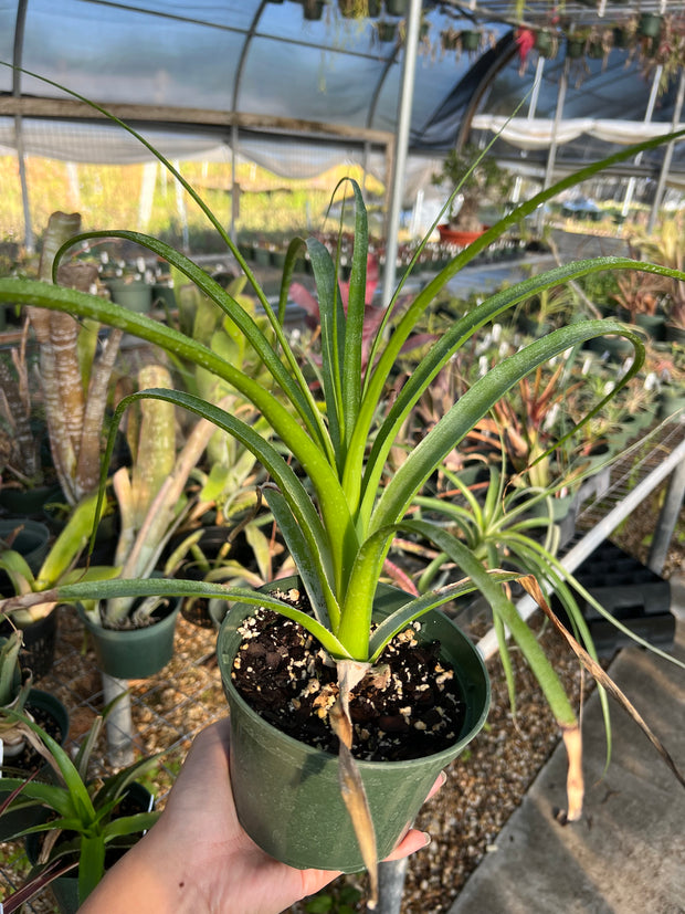 x Pitcohnia (Deuterocohnia longipetala x Pitcairnia bergii)