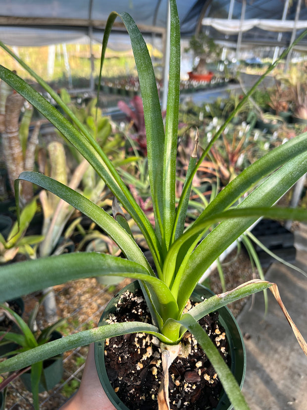 x Pitcohnia (Deuterocohnia longipetala x Pitcairnia bergii)