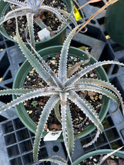 Dyckia 'Southbay'
