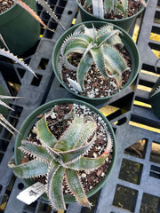 Dyckia 'HU-5' x 'Bill Baker' clone #3