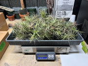 Tillandsias (Air Plants) by the Pound - Different Varieties Available!