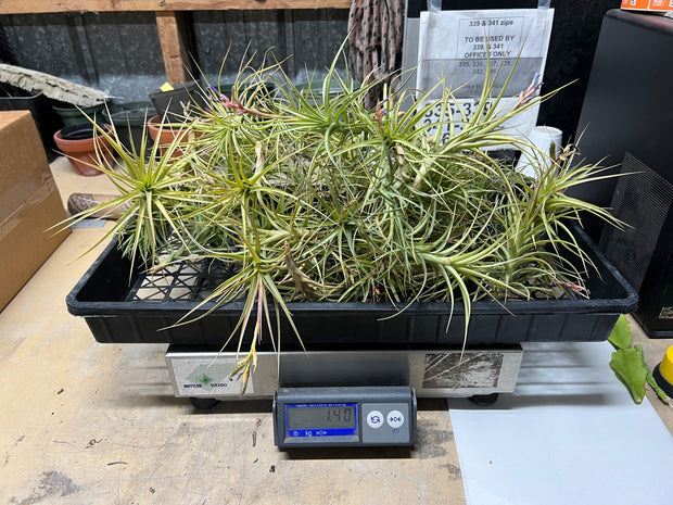 Tillandsias (Air Plants) by the Pound - Different Varieties Available!