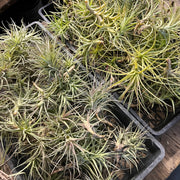 Tillandsias (Air Plants) by the Pound - Different Varieties Available!