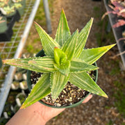 Aloe nobilis variegated