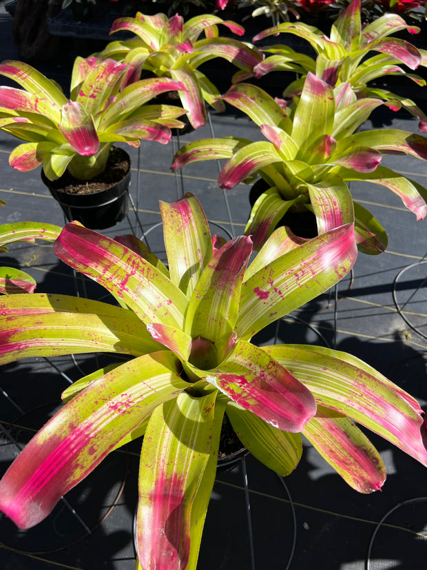 Neoregelia johannis 'De Rolf'