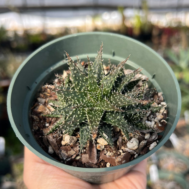 Aloe 'Pepe' (descoingsii x haworthioides)