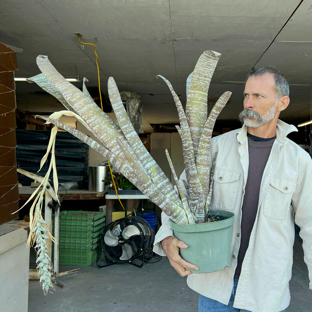 Billbergia rosea – Tropiflora