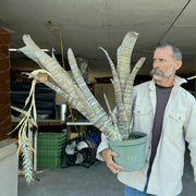 Billbergia rosea