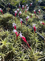 Tillandsia tenuifolia v. cocoensis