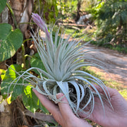 Tillandsia gardneri v. rupicola 'Purple Form'