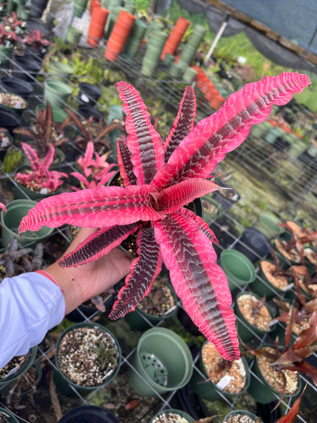 Cryptanthus 'Elaine'