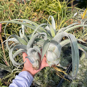 Tillandsia 'Bea Correale'