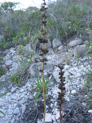 Encholirium species Ibitiara, State of Bahi, Brazil
