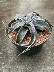 Dyckia 'Wasabi'