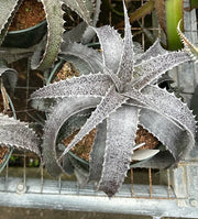 Orthophytum ‘Silver Lining’
