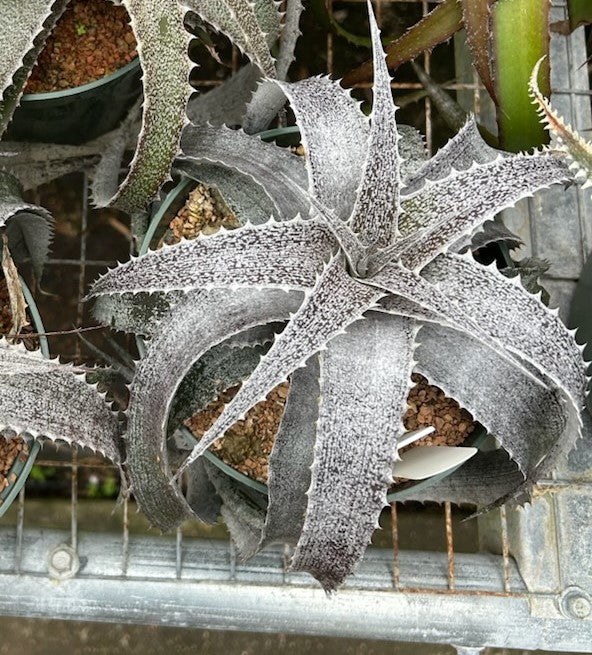 Orthophytum ‘Silver Lining’