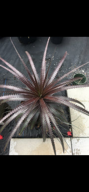 x Dyckcohnia 'Red Man'
