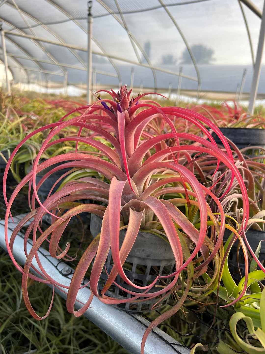 Tillandsia 'Eric Knobloch' – Tropiflora