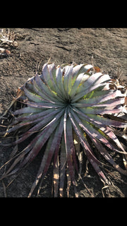 Encholirium horridum 'Blue'