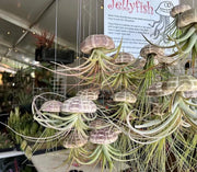 Tillandsia Jellyfish