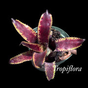 Aechmea orlandiana 'Jean Merkel'