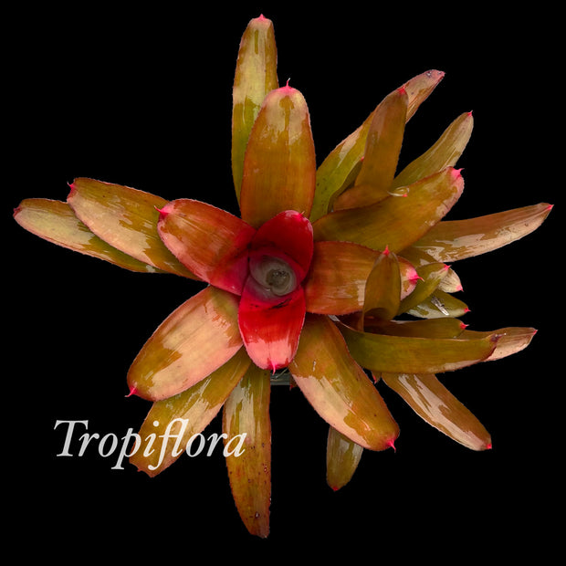 Neoregelia 'Rien's Pride'