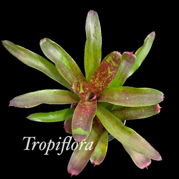 Neoregelia 'Only Child'