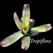 Neoregelia carcharodon 'Silver'